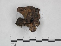 登錄號:F0025090藏品圖，第1張