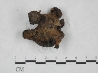 登錄號:F0025090藏品圖，第3張