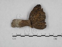 登錄號:F0025092藏品圖，第1張
