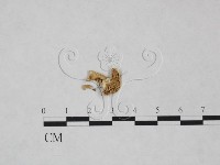 登錄號:F0025093藏品圖，第1張