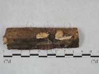 登錄號:F0025098藏品圖，第1張