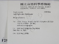 顯絲菌屬藏品圖，第2張