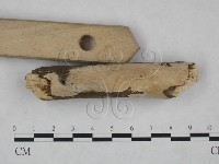 顯絲菌屬藏品圖，第3張