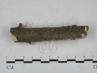 顯絲菌屬藏品圖，第4張