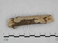 顯絲菌屬藏品圖，第5張