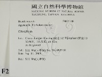 杯傘屬藏品圖，第2張