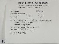 炭角菌屬藏品圖，第2張