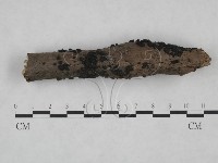 炭角菌屬藏品圖，第1張