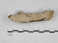 刺皮菌屬藏品圖，第1張