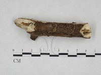 刺皮菌屬藏品圖，第4張