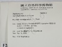 剛毛絲皮菌藏品圖，第2張