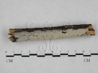 剛毛絲皮菌藏品圖，第3張