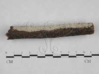 剛毛絲皮菌藏品圖，第4張