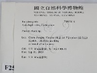 顯絲菌屬藏品圖，第2張