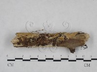 登錄號:F0025118藏品圖，第4張