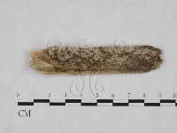 登錄號:F0025119藏品圖，第1張