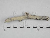 粗糙孢菌屬藏品圖，第1張
