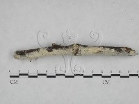 粗糙孢菌屬藏品圖，第3張
