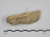 登錄號:F0025126藏品圖，第1張