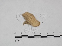 登錄號:F0025130藏品圖，第3張
