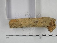 登錄號:F0025132藏品圖，第3張