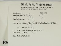刺皮菌屬藏品圖，第2張