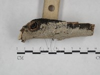刺皮菌屬藏品圖，第3張