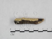 登錄號:F0025135藏品圖，第3張