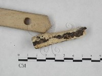 齒耳菌屬藏品圖，第3張