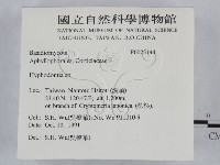 絲齒菌屬藏品圖，第2張