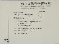 絲齒菌屬藏品圖，第2張