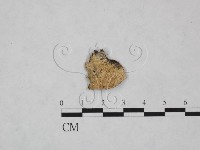 絲齒菌屬藏品圖，第1張