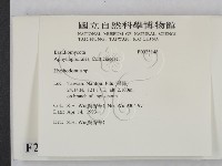 絲齒菌屬藏品圖，第2張