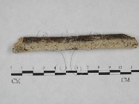 絲齒菌屬藏品圖，第4張