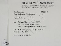 絲齒菌屬藏品圖，第2張