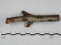 絲齒菌屬藏品圖，第1張