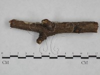 絲齒菌屬藏品圖，第3張