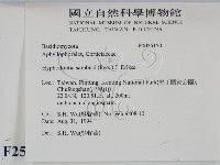 冇骨消絲齒菌藏品圖，第2張