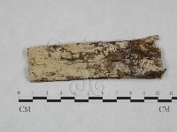 冇骨消絲齒菌藏品圖，第1張