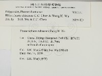 絲齒菌屬藏品圖，第2張