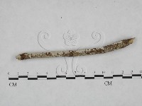 絲齒菌屬藏品圖，第1張