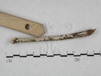 絲齒菌屬藏品圖，第3張