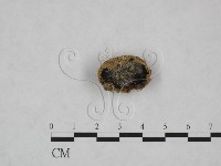 登錄號:F0025152藏品圖，第3張
