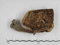 登錄號:F0025153藏品圖，第3張