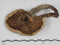 登錄號:F0025154藏品圖，第3張