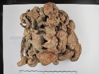 登錄號:F0025156藏品圖，第1張