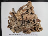 登錄號:F0025156藏品圖，第3張
