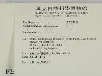 多年臥孔菌屬藏品圖，第2張