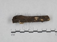 多年臥孔菌屬藏品圖，第3張