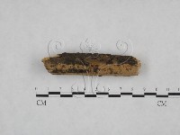 絲齒菌屬藏品圖，第3張